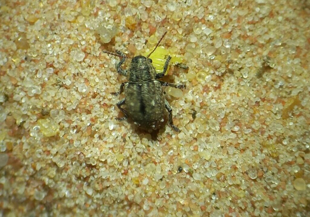 Cascudinho-da-soja-mede-cerca-de-5-mm-o-corpo-e-oval-de-coloracao-preta-fosca-e-recoberto-de-escamas-curtas-e-robustas