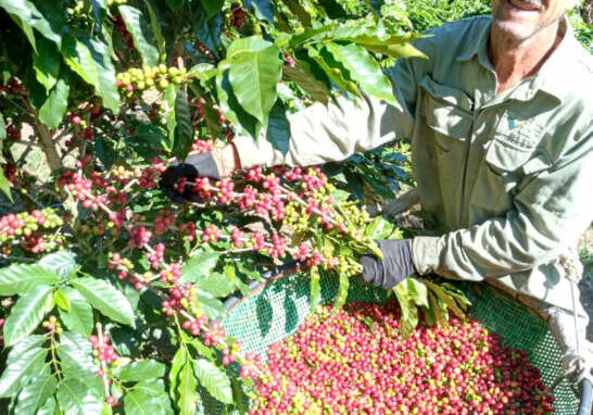 Colheita-de-cafe