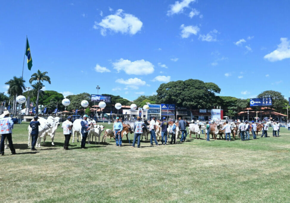 Concurso gado