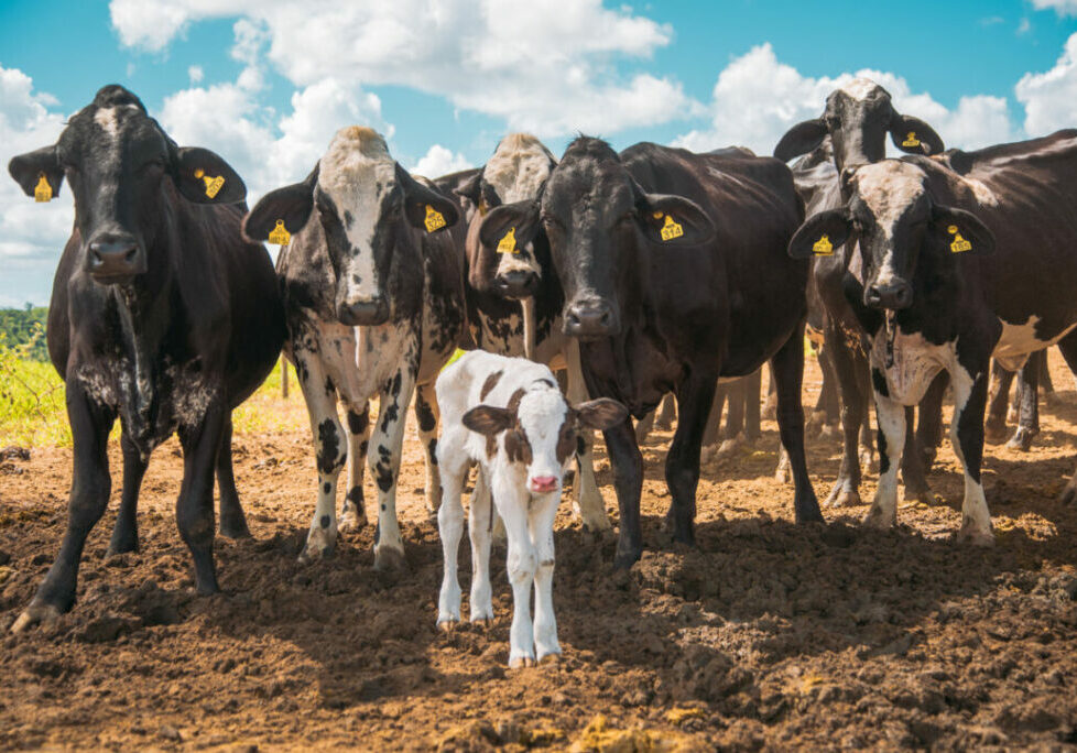 Condominio-leiteiro-Nater-Coop