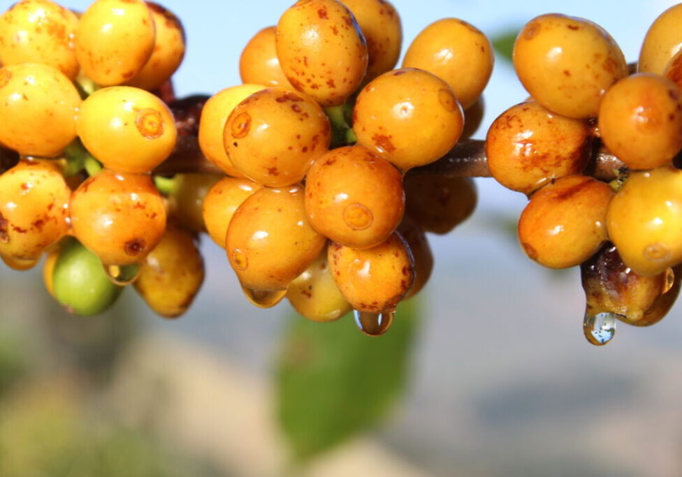 Café Córrego Diniz - Manhuaçu (MG) Coorpol (23)