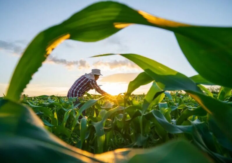Crédito Rural_Freepik