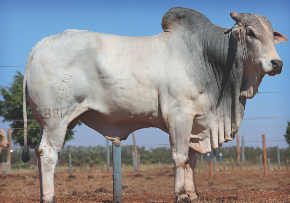 Credito-foto-Catalogo-de-touros-de-corte-do-Alta-Genects.-2