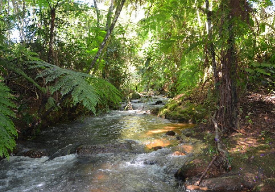 Crédito Ricardo M.C e Castro - ICMBio