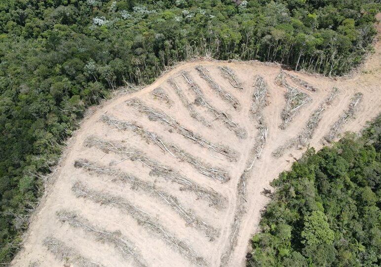 Desmatamento-em-Santa-Maria