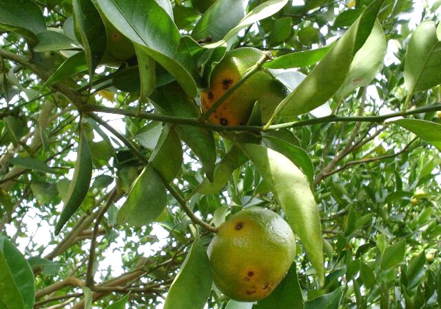 Doença laranja capa