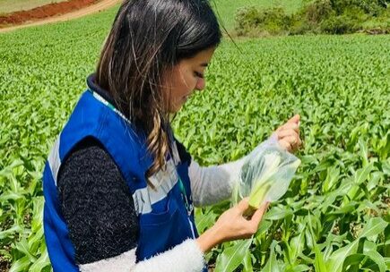 Enfezamento-do-milho