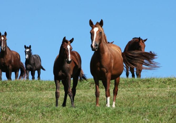 Equinos