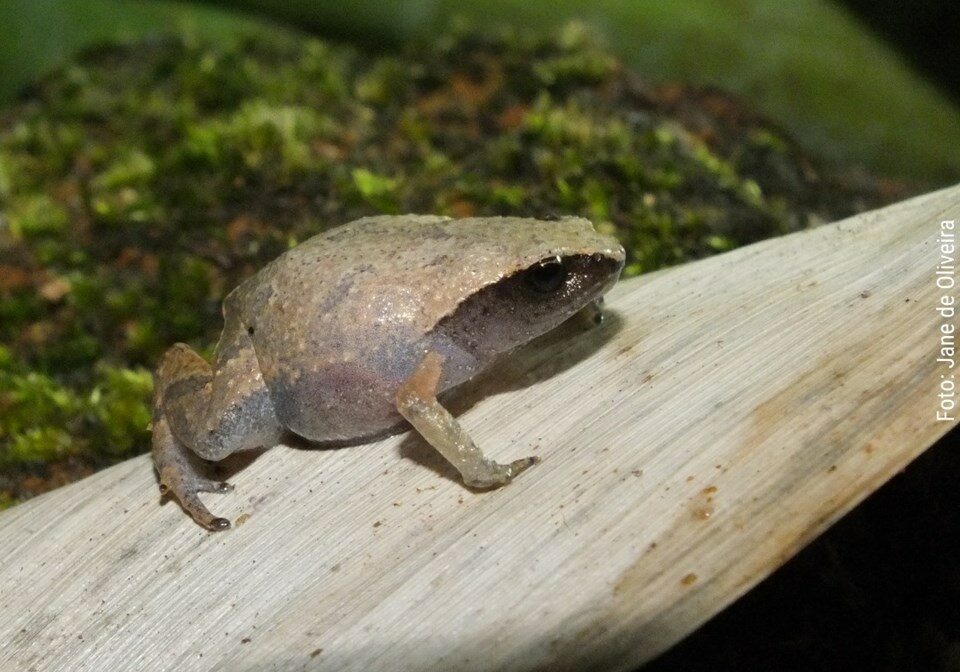 Euparkerella-robusta-só-é-encontrada-no-Monast-Jane-de-Oliveira-1-1