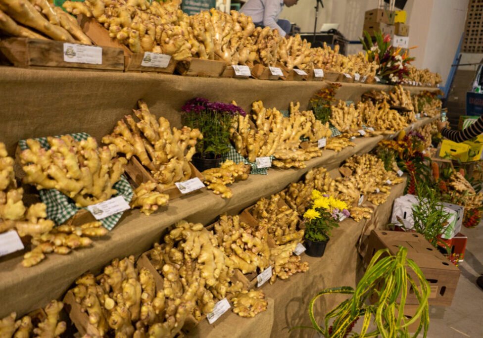 Expo Gengibre - João Teles (1)