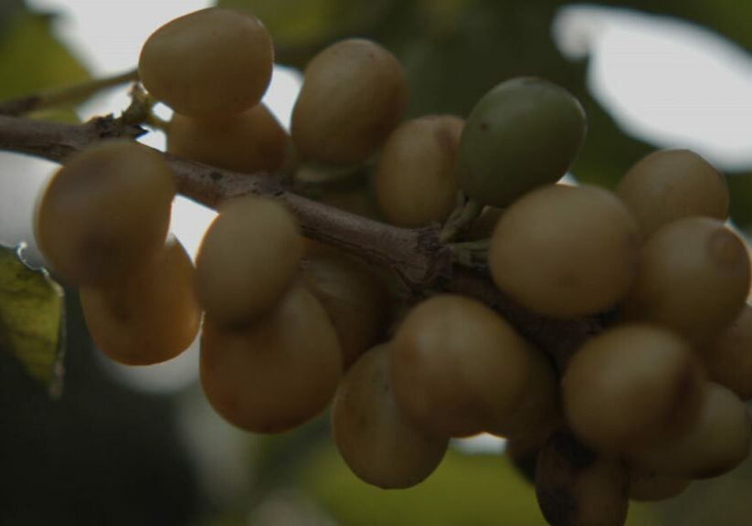 FCC-Cooperativas-Select-Pocket_36