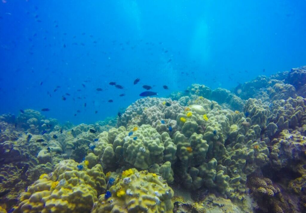 FUNDO_DO_MAR_FREEPIK