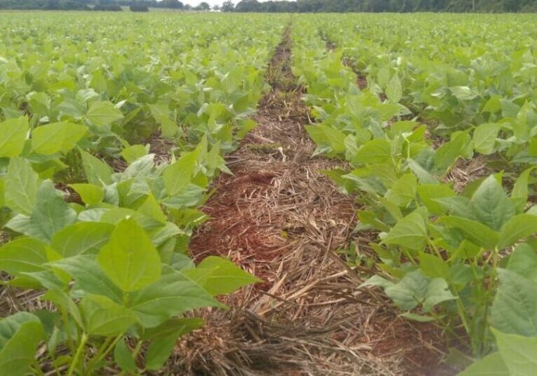 Feijão - Sebastião Araújo Embrapa