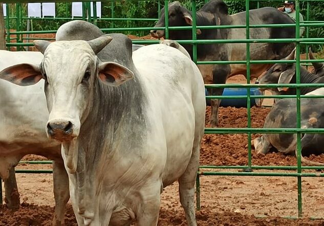 Feiras-touros-pro-genetica-2021