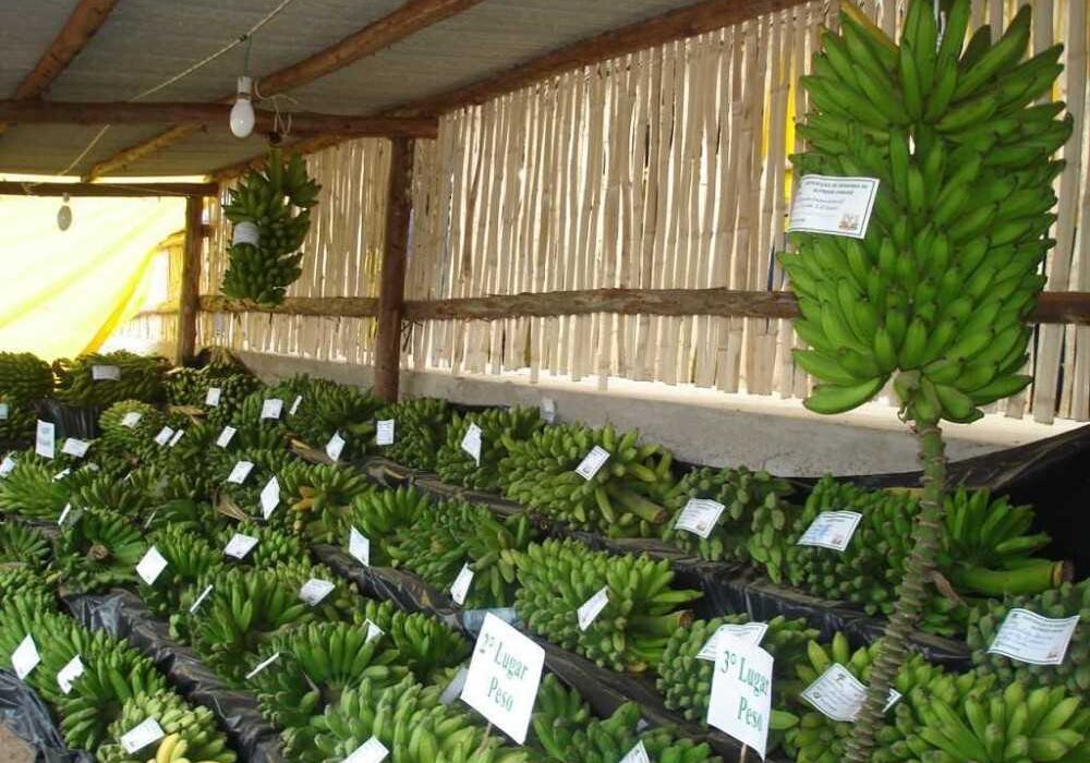 Festa da Banana e do Leite - Arquivo PMAC