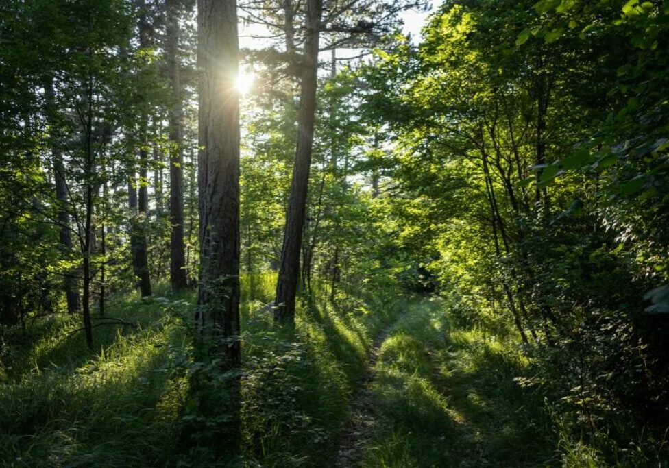 Floresta - Freepik (2)