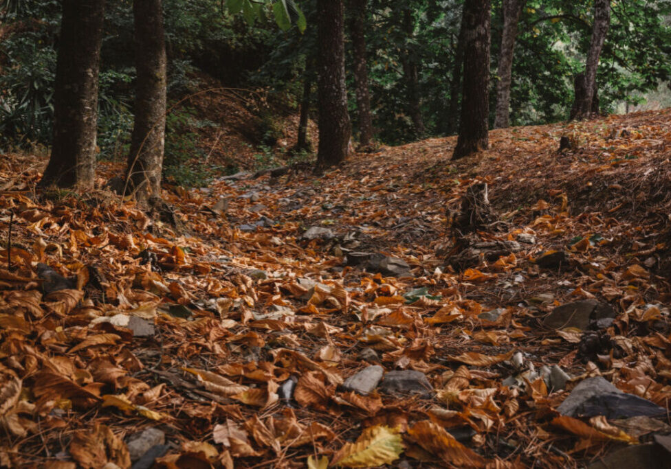 Folhas - Outono - floresta - Freepik