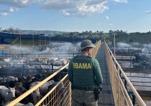 Foto - Fiscalização Ibama