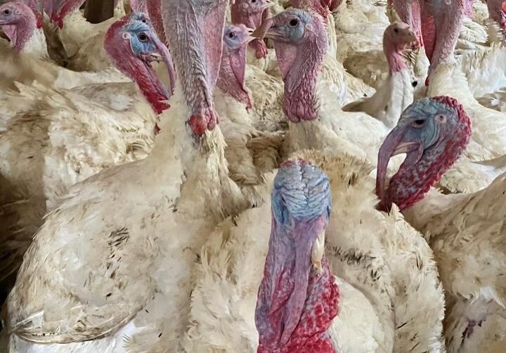 Fotos de Giuliano Suzin (1)