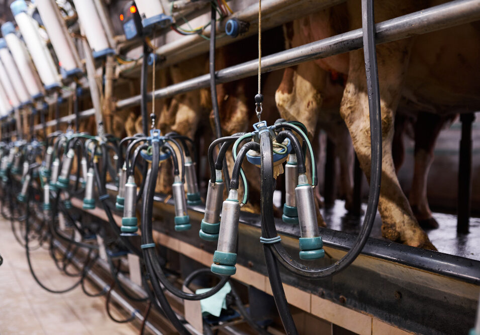 Gado de Leite_FREEPIK