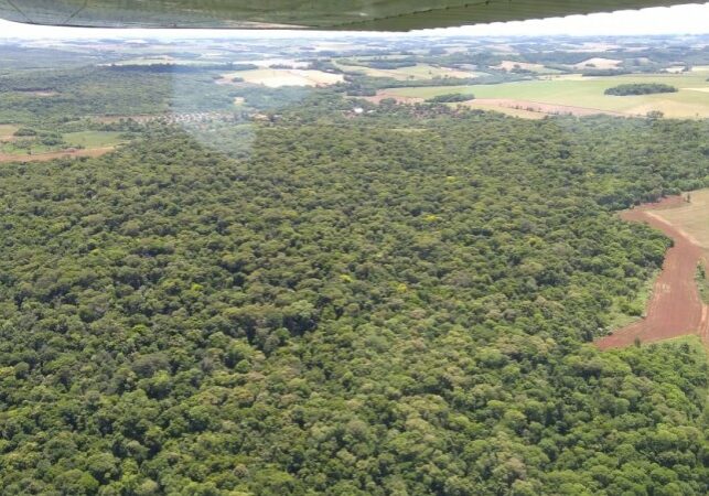 Gafanhotos-em-arvores