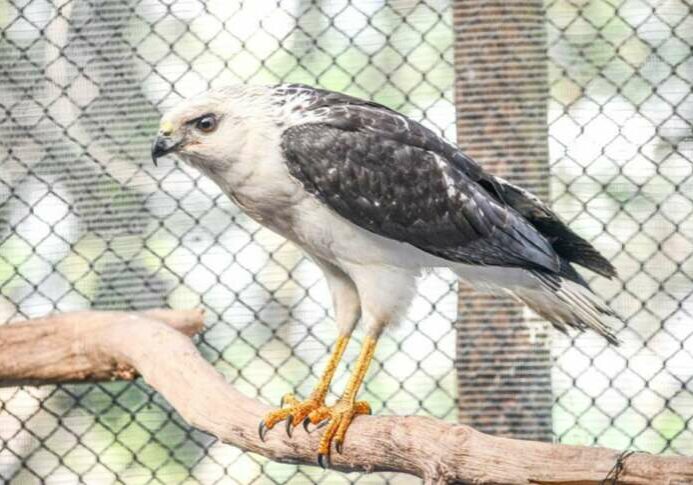 Gaviao-pombo-Andre-Sobral-PMV-1-1