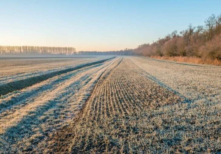 Geada-na-agricultura
