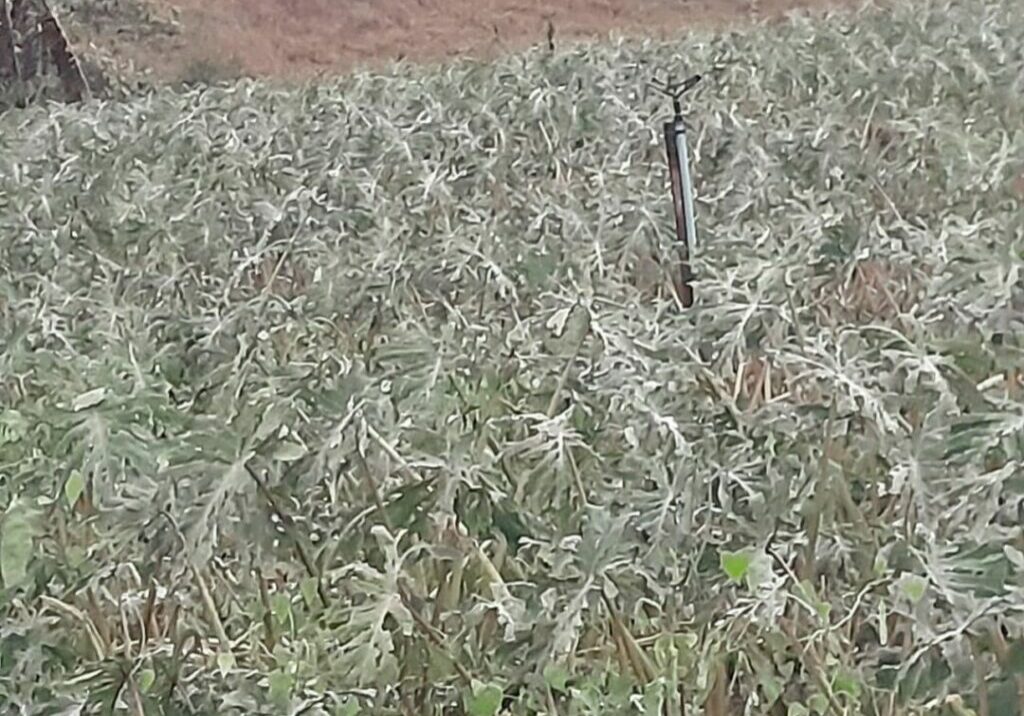 Granizo-em-Sao-Bento-de-Urania-6