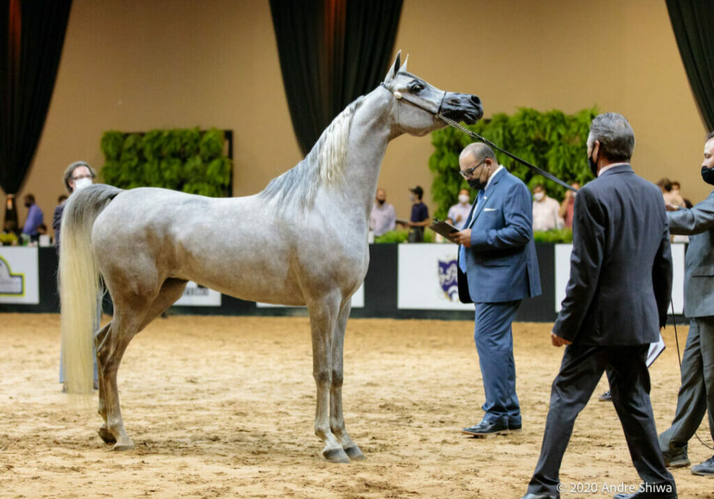 Halter_Cavalo-Arabe_Credito_Andre-Shiwa