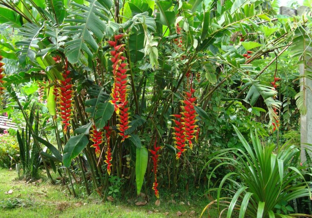 Heliconia