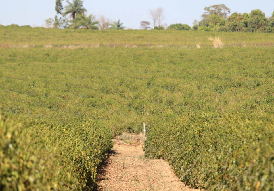 Café Cerrado Mineiro