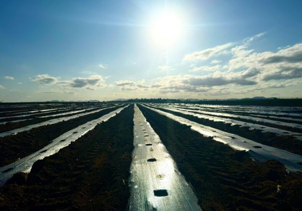 IRRIGAÇÃO_FOTO_DIVULGAÇÃO_HYDRA IRRIGAÇÕES