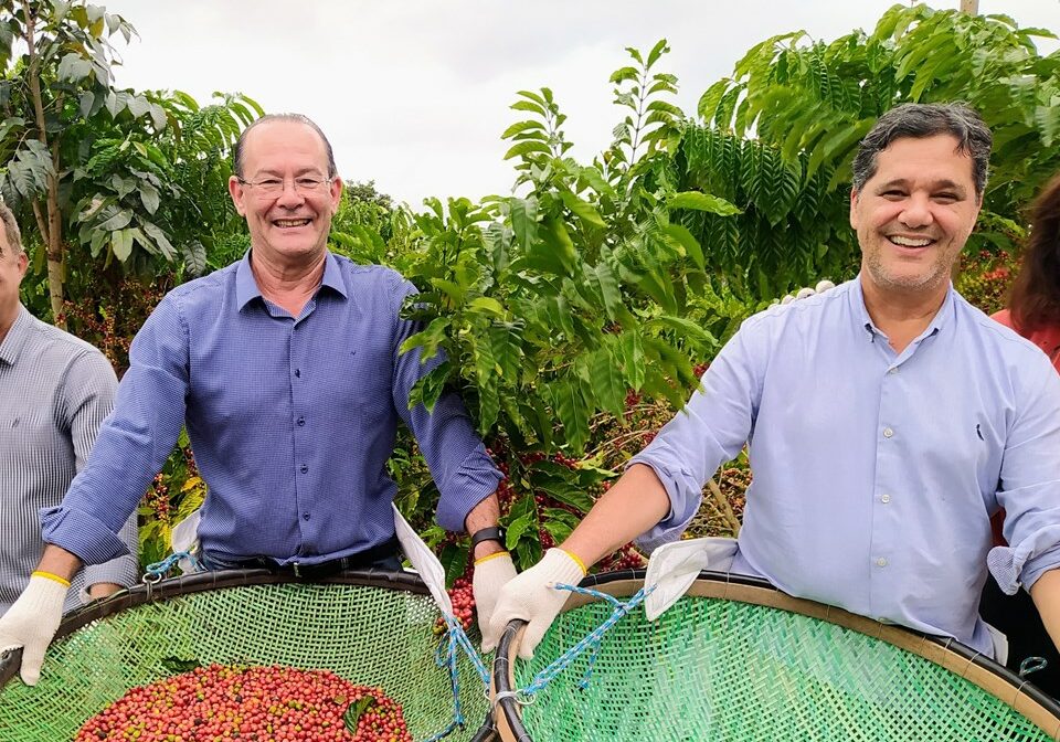 Inicio-da-colheita-do-conilon