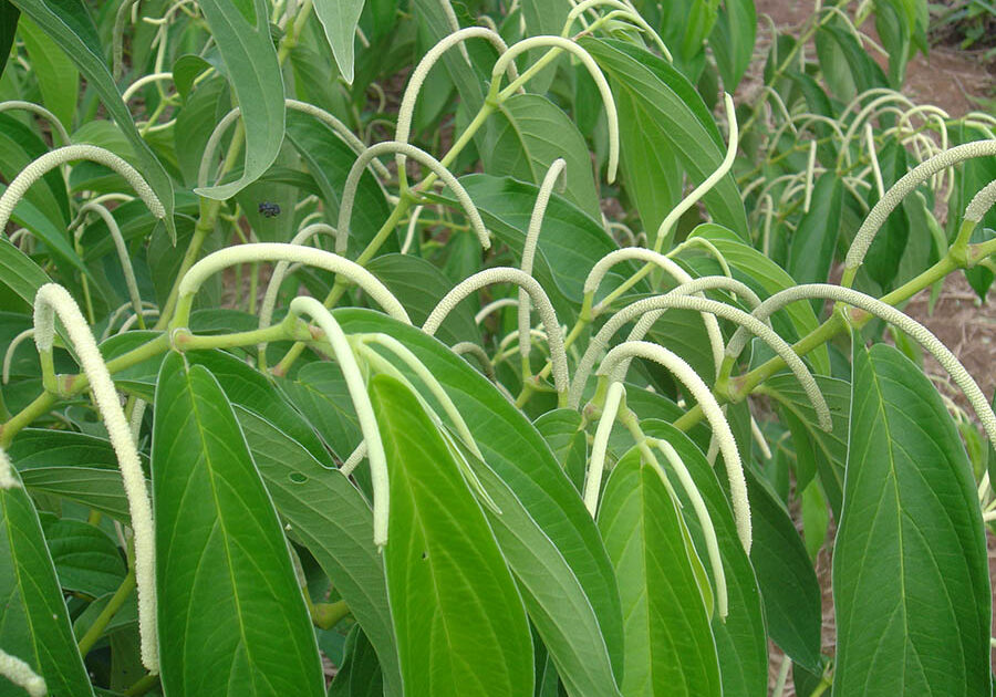 Inseticida-Pimenta-de-Macaco