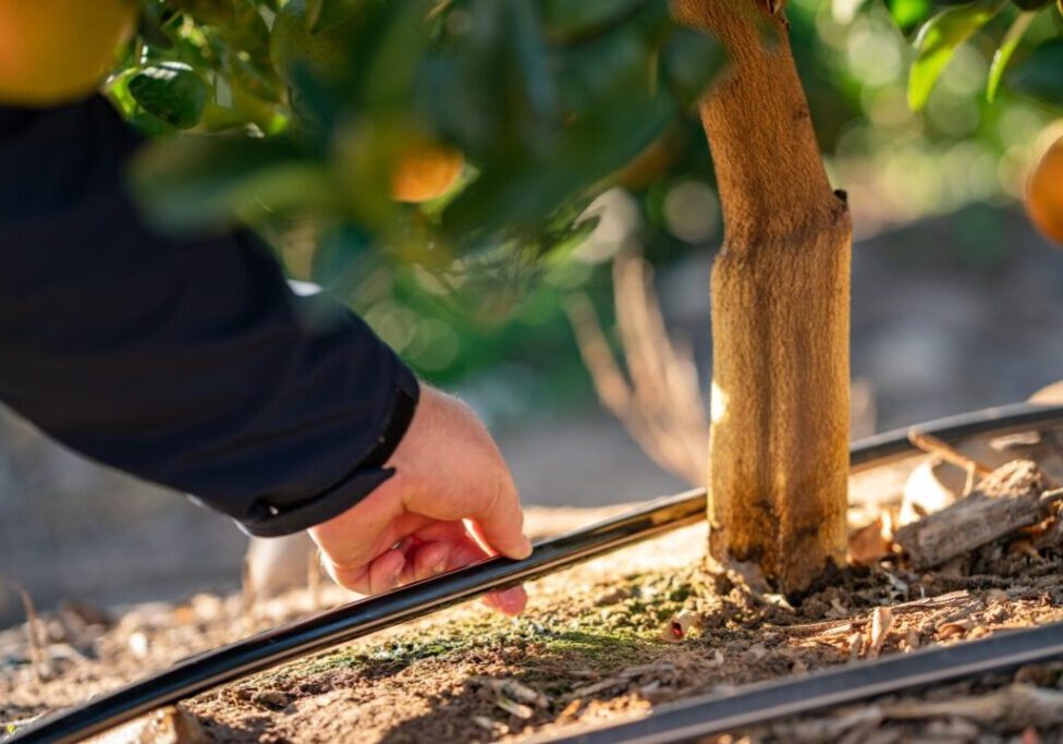 Irrigação_Divulgacao_Netafim