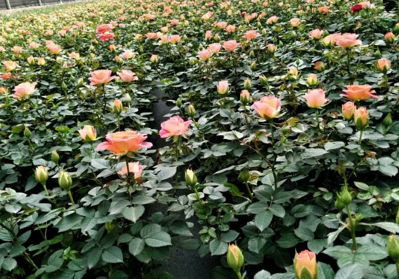 Isidorus-Flores-finados-7-