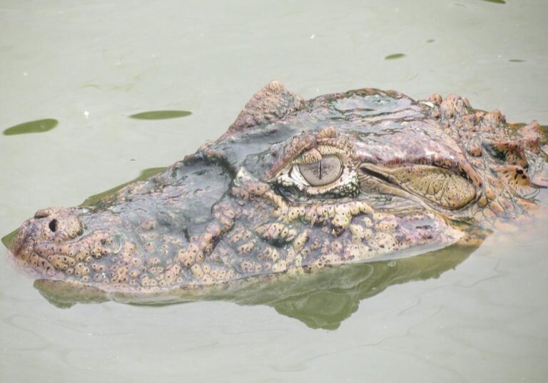 Jacaré - Luís Bassetti