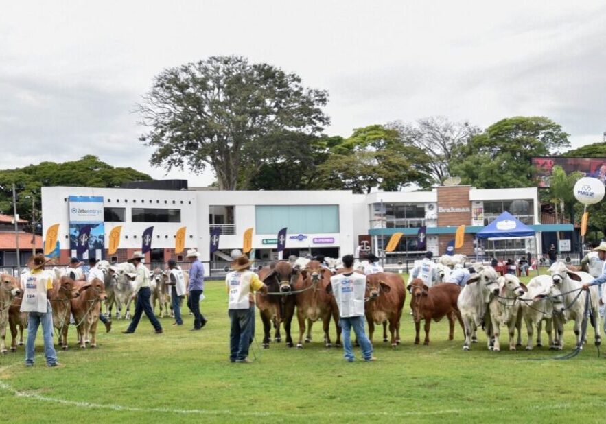 Julgamento da ExpoBrahman