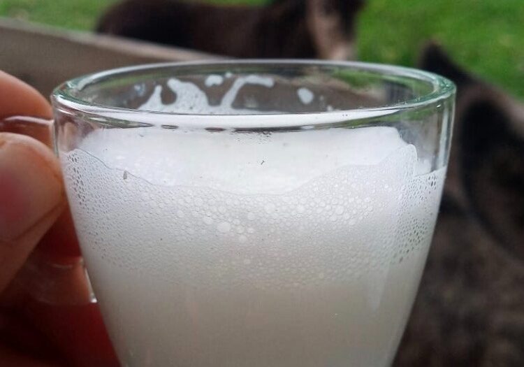 LEITE_JUMENTA_DIVULGAÇÃO