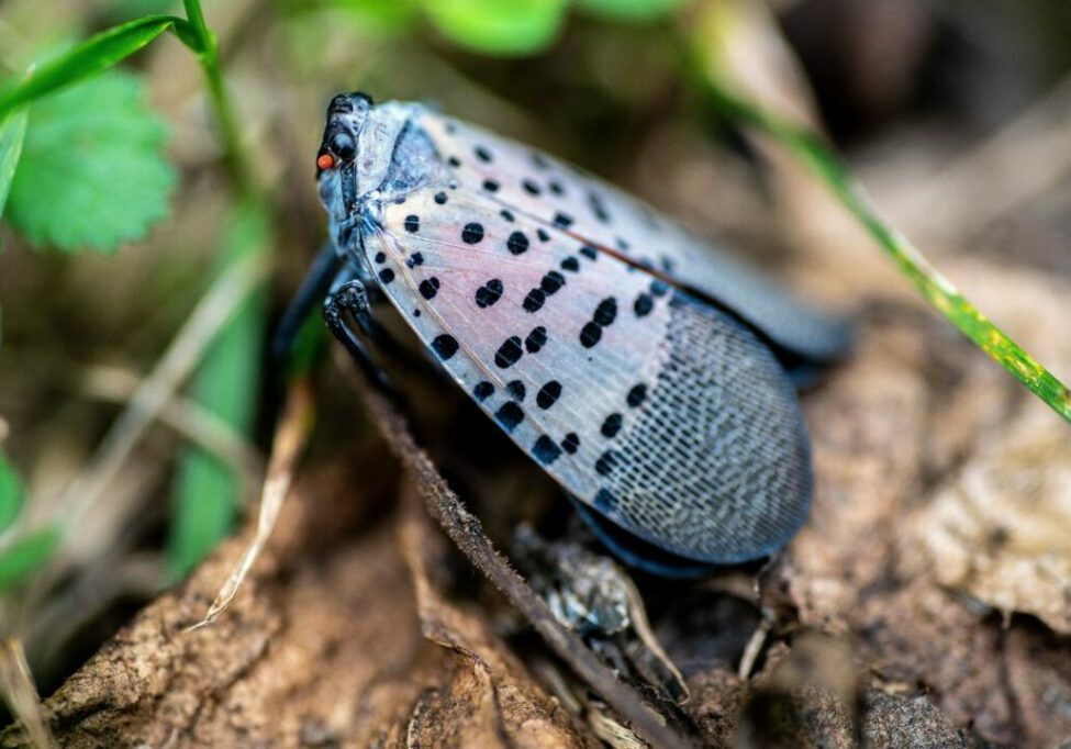 Lanterfly_envato-1