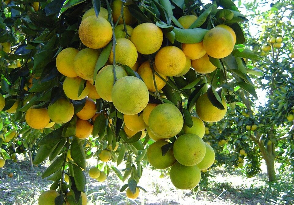 Laranja-Incaper
