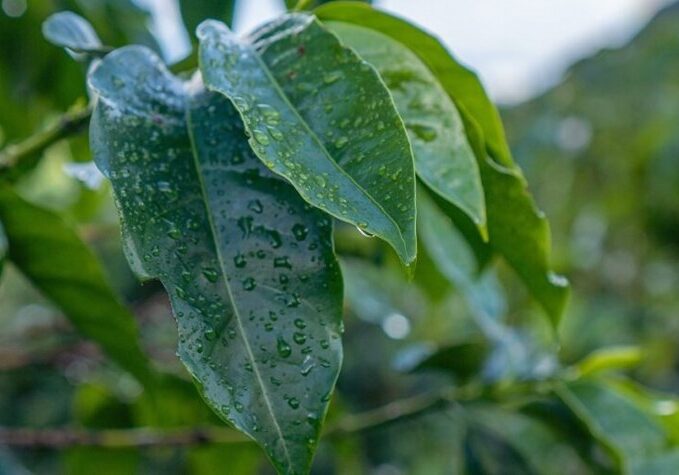 Lavoura_Chuva_Incaper