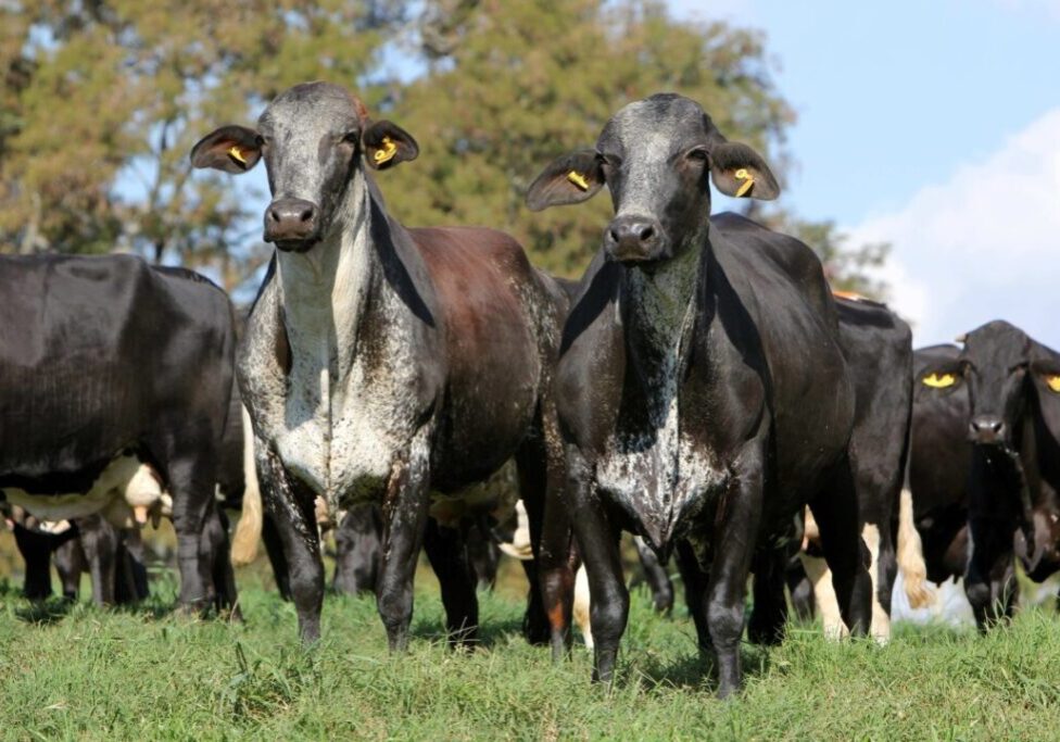 Lote de Vacas Girolando