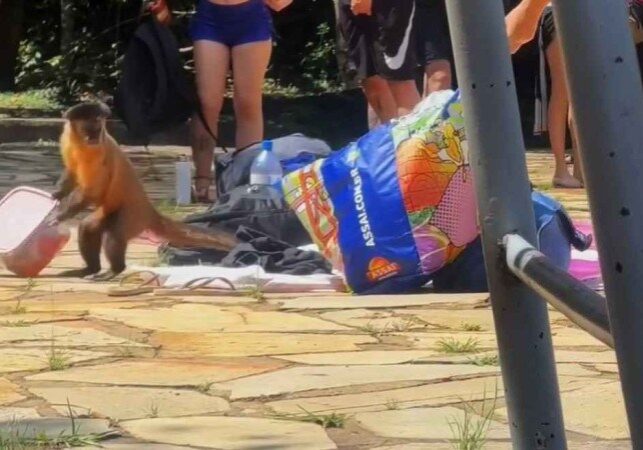 Macaco-Parque-nacional