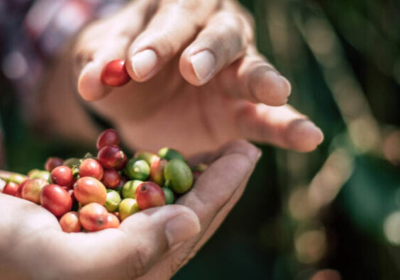 Mãos Femininas_Café