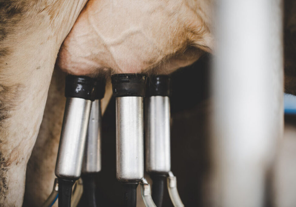 Mastite_Vaca_Freepik
