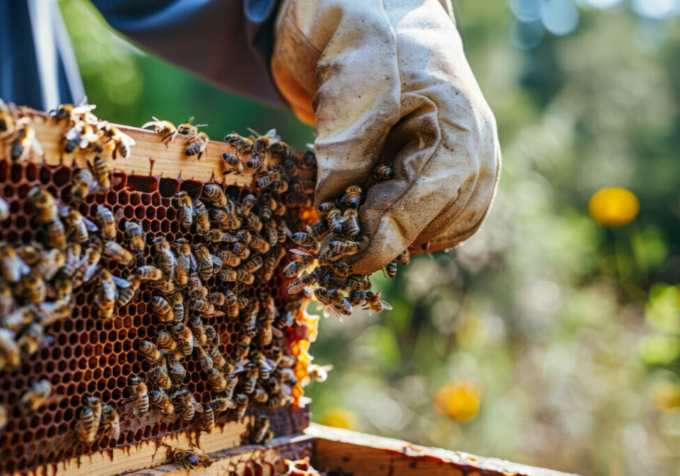 Mel - Abelha - Apicultura - Freepik