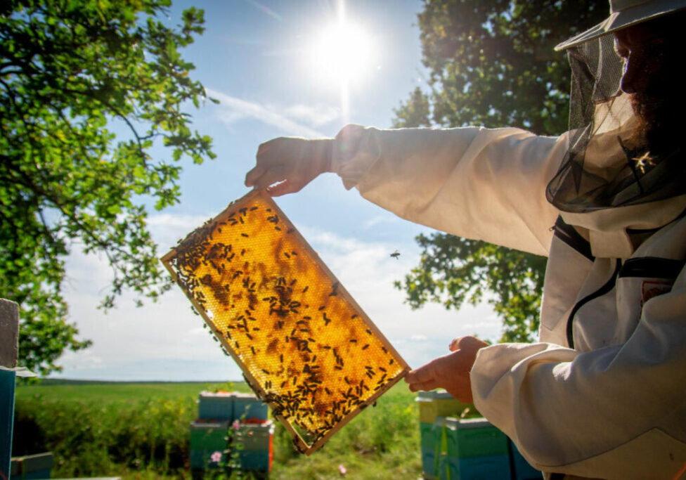 Mel-abelha-apicultura-Freepik