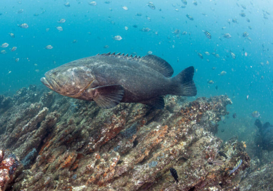 Mero peixe - Athila Bertoncini (1)