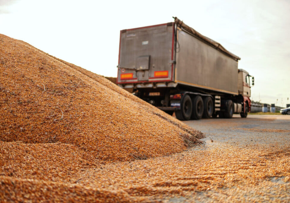 Milho - Frete - caminhão - transporte - grãos - Freepik